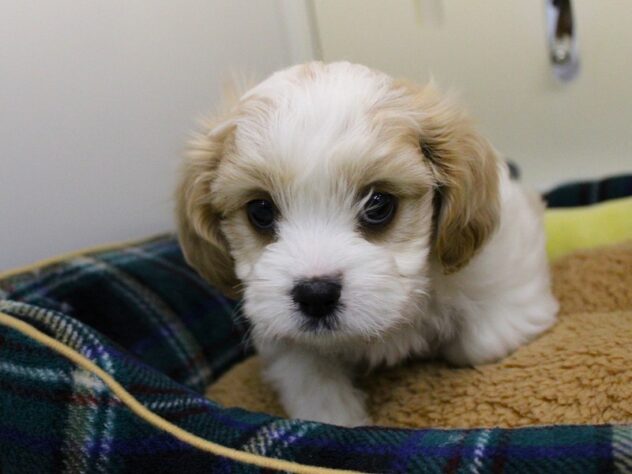 兵庫県のハーフ犬・ミックス犬 (ペット・プラザ アミーゴ神戸灘店/2025年10月5日生まれ/男の子/ブレンハイム)の子犬の4枚目の画像