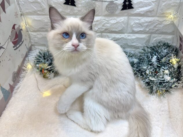 兵庫県のラグドール (ワンキャラット アミーゴ姫路飾磨店/2025年6月23日生まれ/男の子/ブルーポイントバイカラー)の子猫の3枚目の画像