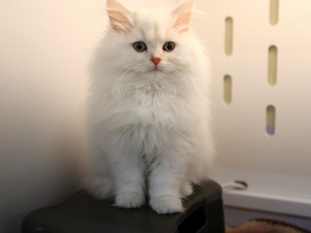 兵庫県のサイベリアン (ペット・プラザ アミーゴ神戸灘店/2025年9月13日生まれ/男の子/クリームタビー)の子猫の1枚目の画像