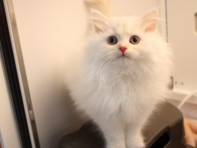 兵庫県のサイベリアン (ペット・プラザ アミーゴ神戸灘店/2025年9月13日生まれ/男の子/クリームタビー)の子猫の2枚目の画像