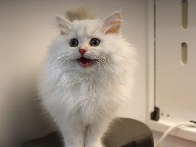 兵庫県のサイベリアン (ペット・プラザ アミーゴ神戸灘店/2025年9月13日生まれ/男の子/クリームタビー)の子猫の3枚目の画像