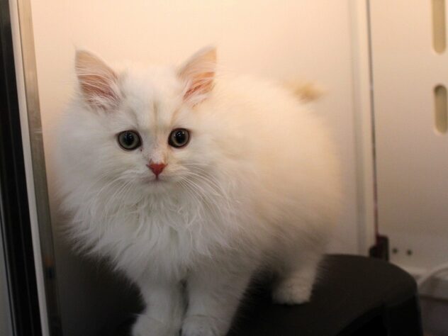 兵庫県のサイベリアン (ペット・プラザ アミーゴ神戸灘店/2025年9月13日生まれ/男の子/クリームタビー)の子猫の4枚目の画像