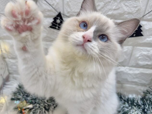 兵庫県のラグドール (ワンキャラット アミーゴ姫路飾磨店/2025年6月23日生まれ/男の子/ブルーポイントバイカラー)の子猫の1枚目の画像