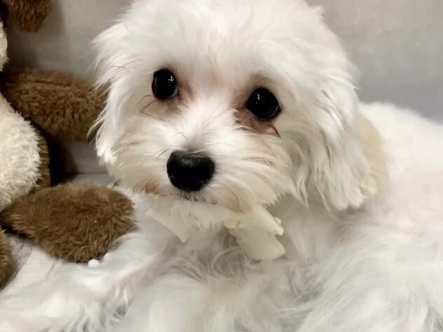 岡山県のハーフ犬・ミックス犬 (ワンキャラット アミーゴ高屋店/2025年6月28日生まれ/女の子/ホワイト)の子犬