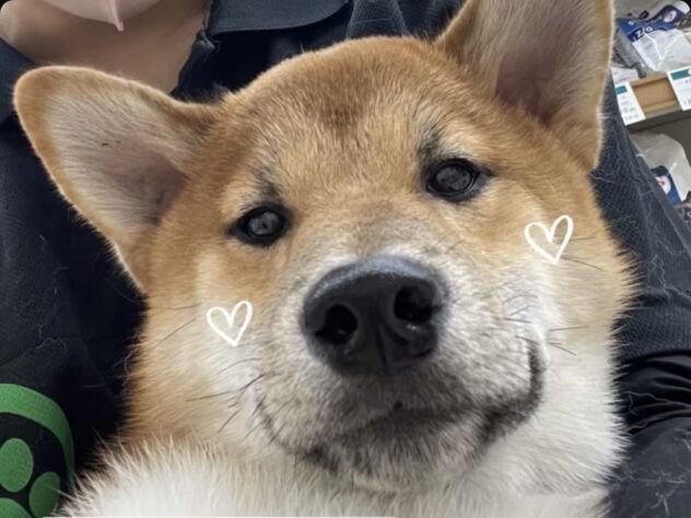 岡山県の柴犬(標準サイズ) (ワンキャラット アミーゴ高屋店/2025年6月25日生まれ/男の子/赤)の子犬