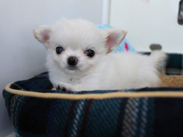 兵庫県のチワワ(ロング) (ペット・プラザ アミーゴ神戸灘店/2025年10月9日生まれ/男の子/クリーム)の子犬の1枚目の画像