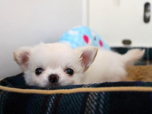 兵庫県のチワワ(ロング) (ペット・プラザ アミーゴ神戸灘店/2025年10月9日生まれ/男の子/クリーム)の子犬の2枚目の画像