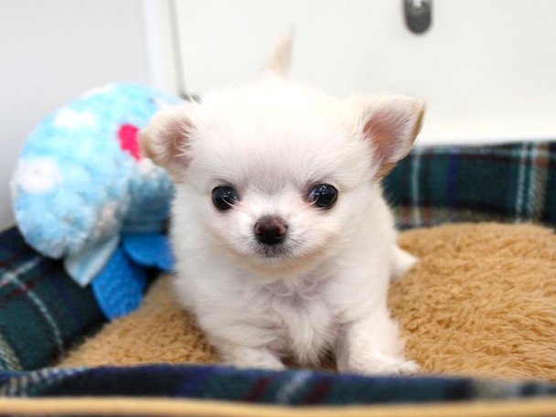 兵庫県のチワワ(ロング) (ペット・プラザ アミーゴ神戸灘店/2025年10月9日生まれ/男の子/クリーム)の子犬の3枚目の画像