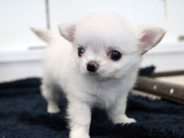 兵庫県のチワワ(ロング) (ペット・プラザ アミーゴ神戸灘店/2025年10月9日生まれ/男の子/クリーム)の子犬の4枚目の画像