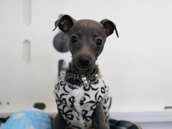 兵庫県のイタリアングレーハウンド (ペット・プラザ アミーゴ神戸灘店/2025年10月9日生まれ/女の子/ブルー)の子犬の1枚目の画像