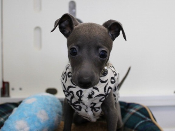 兵庫県のイタリアングレーハウンド (ペット・プラザ アミーゴ神戸灘店/2025年10月9日生まれ/女の子/ブルー)の子犬の2枚目の画像