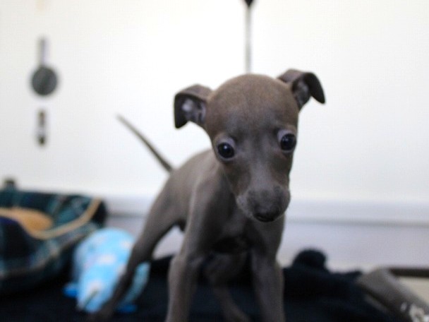 兵庫県のイタリアングレーハウンド (ペット・プラザ アミーゴ神戸灘店/2025年10月9日生まれ/女の子/ブルー)の子犬の3枚目の画像