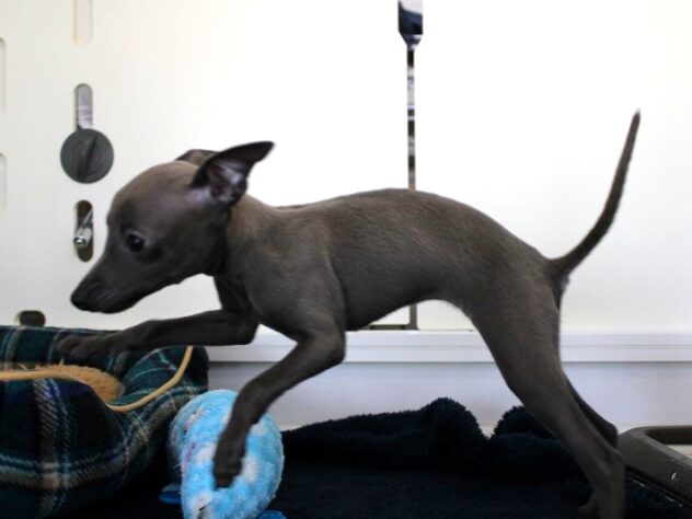 兵庫県のイタリアングレーハウンド (ペット・プラザ アミーゴ神戸灘店/2025年10月9日生まれ/女の子/ブルー)の子犬の4枚目の画像