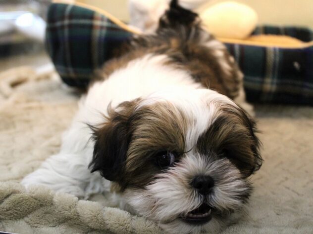 兵庫県のマルズー/マルシーズ(マルチーズ×シーズー) (ペット・プラザ アミーゴ神戸灘店/2025年10月21日生まれ/女の子/ホワイトゴールド)の子犬の3枚目の画像