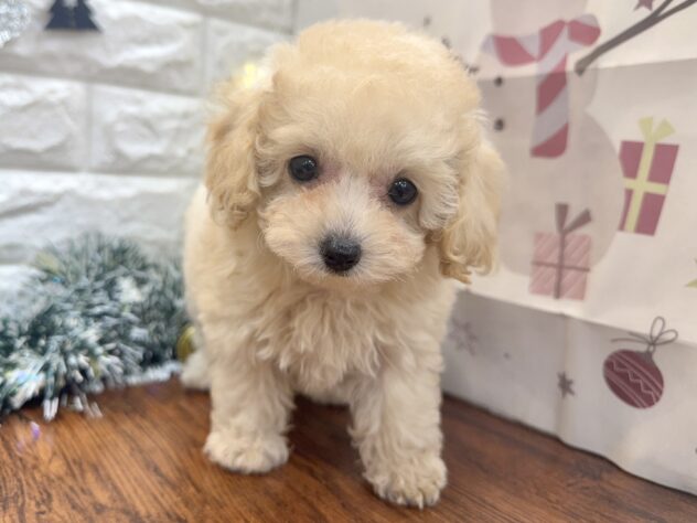 兵庫県のトイプードル(トイ) (ワンキャラット アミーゴ姫路飾磨店/2025年10月20日生まれ/女の子/ペールフォーン)の子犬の4枚目の画像