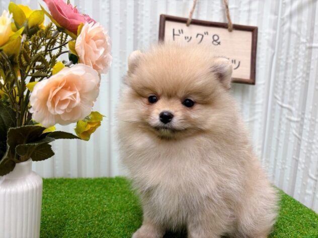 岡山県のポメラニアン (アミーゴ倉敷店/2025年9月23日生まれ/女の子/クリームセーブル)の子犬