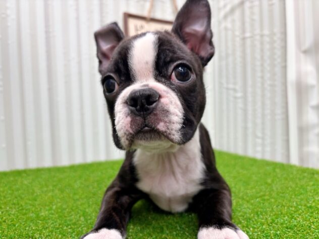 岡山県のボストンテリア (アミーゴ倉敷店/2025年9月23日生まれ/男の子/ボストンカラー)の子犬