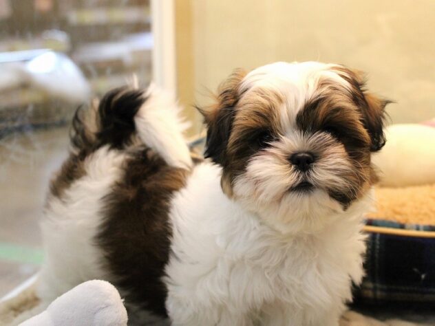 兵庫県のマルズー/マルシーズ(マルチーズ×シーズー) (ペット・プラザ アミーゴ神戸灘店/2025年10月21日生まれ/女の子/ホワイトゴールド)の子犬の1枚目の画像