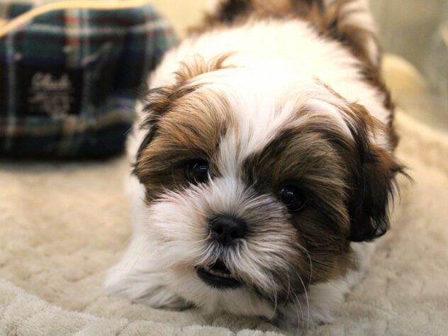 兵庫県のマルズー/マルシーズ(マルチーズ×シーズー) (ペット・プラザ アミーゴ神戸灘店/2025年10月21日生まれ/女の子/ホワイトゴールド)の子犬の2枚目の画像