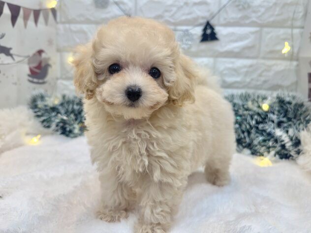 兵庫県のトイプードル(トイ) (ワンキャラット アミーゴ姫路飾磨店/2025年10月20日生まれ/女の子/ペールフォーン)の子犬の3枚目の画像