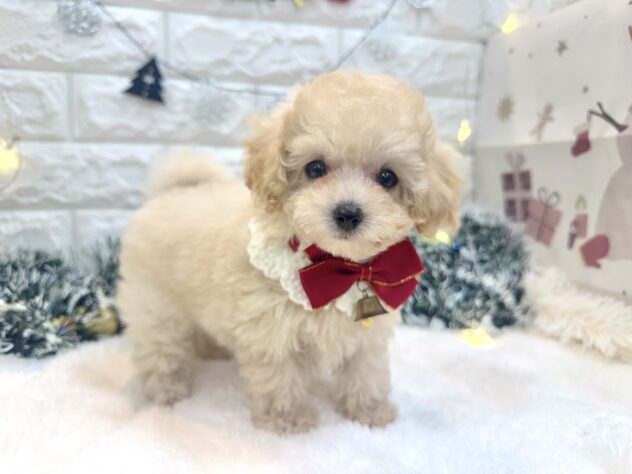 兵庫県のトイプードル(トイ) (ワンキャラット アミーゴ姫路飾磨店/2025年10月20日生まれ/女の子/ペールフォーン)の子犬の2枚目の画像