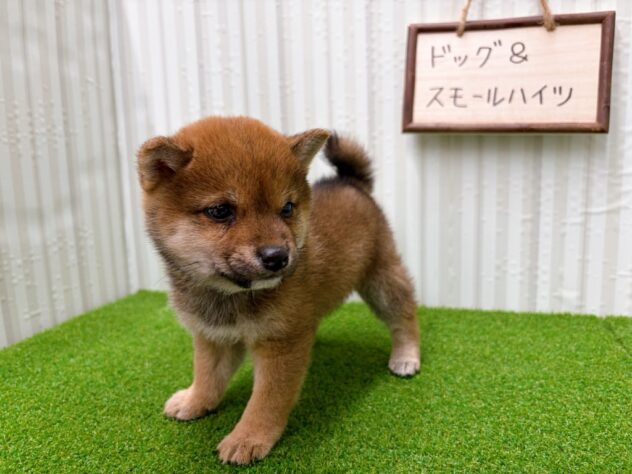 岡山県の豆柴 (アミーゴ倉敷店/2025年10月10日生まれ/女の子/赤)の子犬の2枚目の画像