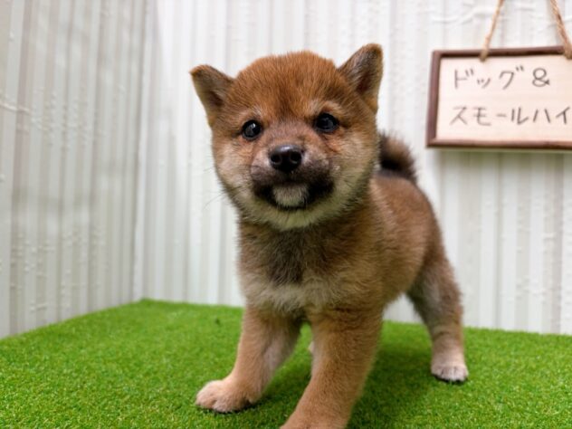 岡山県の豆柴 (アミーゴ倉敷店/2025年10月10日生まれ/女の子/赤)の子犬の3枚目の画像