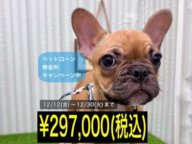 岡山県のフレンチブルドッグ (アミーゴ倉敷店/2025年8月17日生まれ/男の子/フォーン)の子犬の1枚目の画像