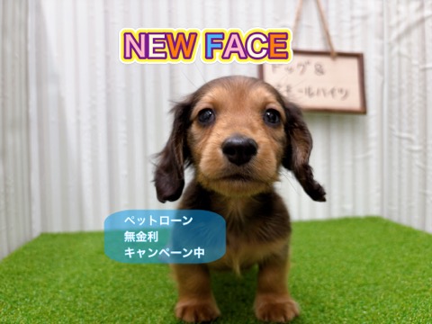 岡山県のミニチュアダックスフンド(ロング) (アミーゴ倉敷店/2025年10月12日生まれ/男の子/レッド)の子犬の1枚目の画像