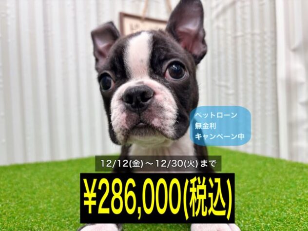 岡山県のボストンテリア (アミーゴ倉敷店/2025年9月23日生まれ/男の子/ボストンカラー)の子犬の1枚目の画像