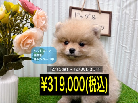 岡山県のポメラニアン (アミーゴ倉敷店/2025年9月23日生まれ/女の子/クリームセーブル)の子犬の1枚目の画像