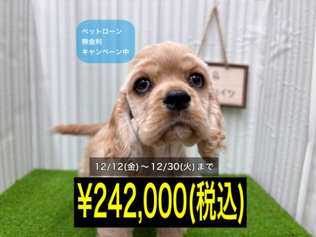 岡山県のアメリカンコッカースパニエル (アミーゴ倉敷店/2025年9月23日生まれ/男の子/バフ)の子犬の1枚目の画像