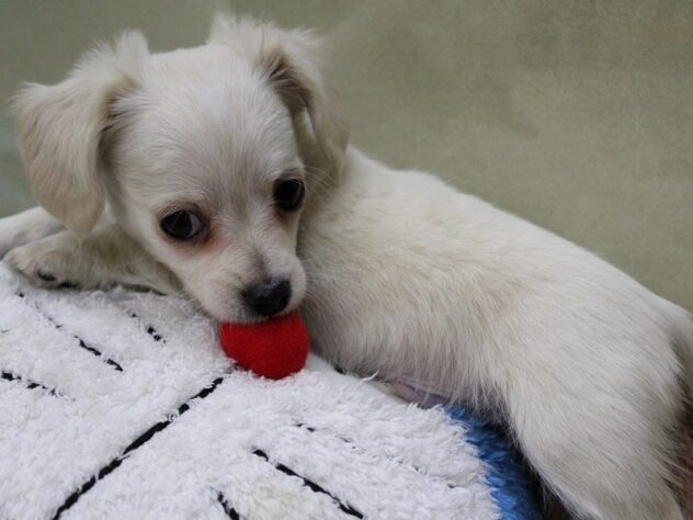 兵庫県のハーフ犬・ミックス犬 (ペット・プラザ アミーゴ神戸灘店/2025年10月14日生まれ/男の子/クリーム)の子犬の2枚目の画像