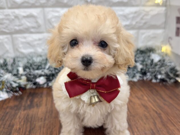 兵庫県のトイプードル(トイ) (ワンキャラット アミーゴ姫路飾磨店/2025年10月20日生まれ/女の子/ペールフォーン)の子犬の1枚目の画像