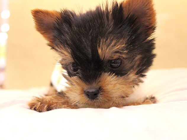 兵庫県のヨークシャーテリア (ペット・プラザ アミーゴ神戸灘店/2025年10月22日生まれ/女の子/スチールブルータン)の子犬の3枚目の画像