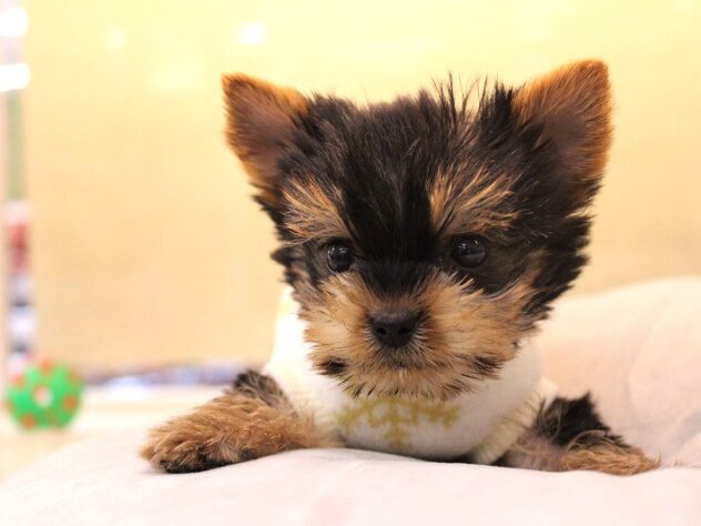 兵庫県のヨークシャーテリア (ペット・プラザ アミーゴ神戸灘店/2025年10月22日生まれ/女の子/スチールブルータン)の子犬の2枚目の画像