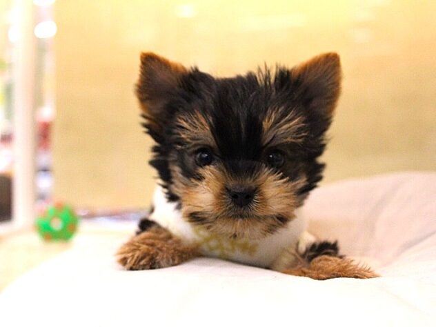 兵庫県のヨークシャーテリア (ペット・プラザ アミーゴ神戸灘店/2025年10月22日生まれ/女の子/スチールブルータン)の子犬の1枚目の画像