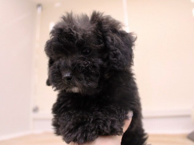 兵庫県のトイプードル(トイ) (ペット・プラザ アミーゴ神戸灘店/2025年10月23日生まれ/男の子/ブラック)の子犬の4枚目の画像