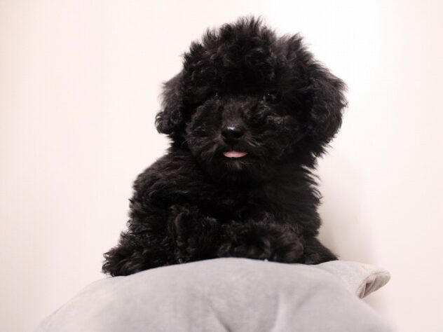 兵庫県のトイプードル(トイ) (ペット・プラザ アミーゴ神戸灘店/2025年10月23日生まれ/男の子/ブラック)の子犬の2枚目の画像