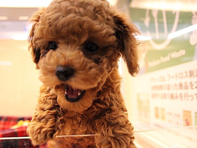 兵庫県のトイプードル(トイ) (ペット・プラザ アミーゴ神戸灘店/2025年10月22日生まれ/女の子/レッドフォーン)の子犬の4枚目の画像