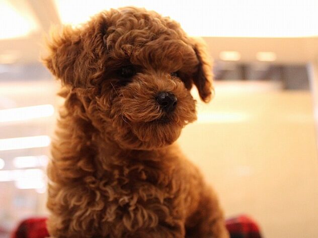 兵庫県のトイプードル(トイ) (ペット・プラザ アミーゴ神戸灘店/2025年10月22日生まれ/女の子/レッドフォーン)の子犬の2枚目の画像