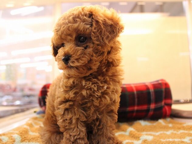 兵庫県のトイプードル(トイ) (ペット・プラザ アミーゴ神戸灘店/2025年10月22日生まれ/男の子/レッドフォーン)の子犬の4枚目の画像