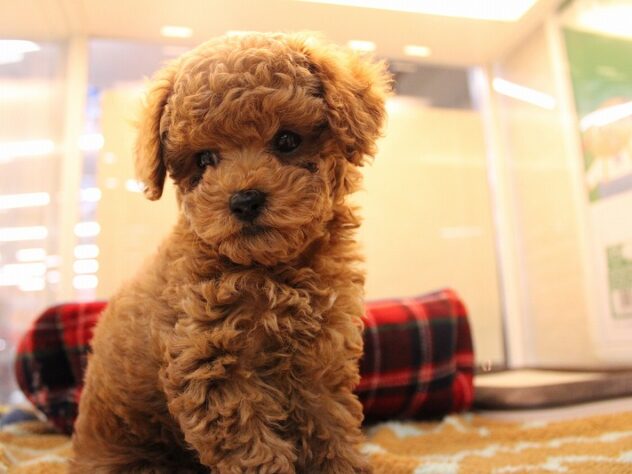 兵庫県のトイプードル(トイ) (ペット・プラザ アミーゴ神戸灘店/2025年10月22日生まれ/男の子/レッドフォーン)の子犬の3枚目の画像