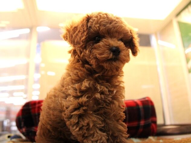 兵庫県のトイプードル(トイ) (ペット・プラザ アミーゴ神戸灘店/2025年10月22日生まれ/男の子/レッドフォーン)の子犬の2枚目の画像