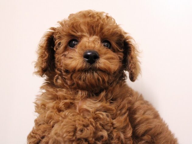 兵庫県のトイプードル(トイ) (ペット・プラザ アミーゴ神戸灘店/2025年10月22日生まれ/男の子/レッドフォーン)の子犬の1枚目の画像