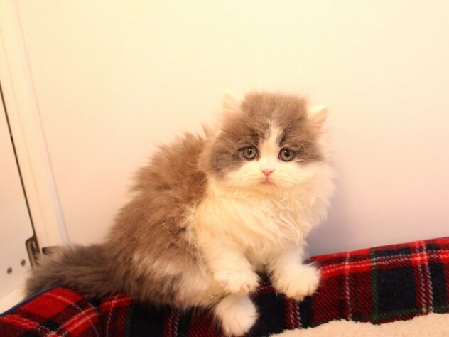 兵庫県のブリティッシュロングヘアー (ペット・プラザ アミーゴ神戸灘店/2025年10月25日生まれ/男の子/ブルーホワイト)の子猫の1枚目の画像