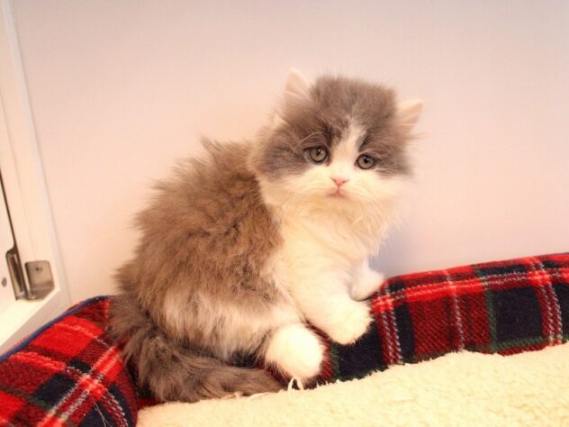 兵庫県のブリティッシュロングヘアー (ペット・プラザ アミーゴ神戸灘店/2025年10月25日生まれ/男の子/ブルーホワイト)の子猫の2枚目の画像