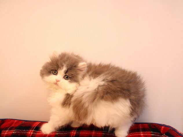 兵庫県のブリティッシュロングヘアー (ペット・プラザ アミーゴ神戸灘店/2025年10月25日生まれ/男の子/ブルーホワイト)の子猫の4枚目の画像