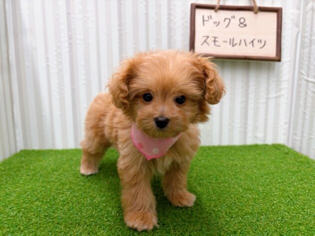 岡山県のハーフ犬・ミックス犬 (アミーゴ倉敷店/2025年10月18日生まれ/女の子/アプリコット)の子犬の3枚目の画像