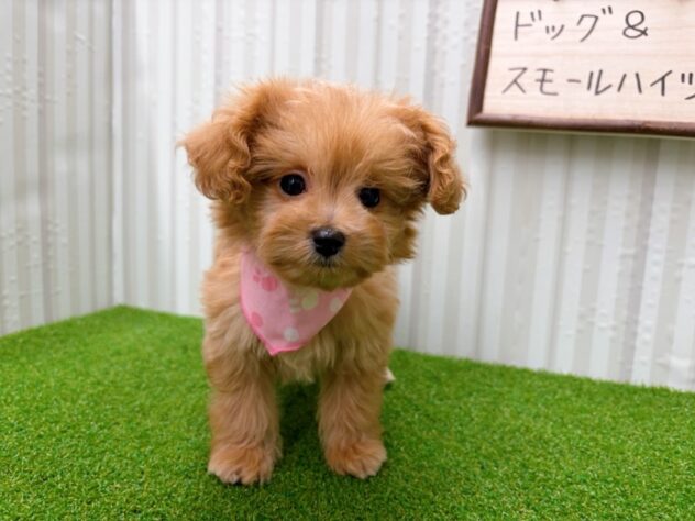 岡山県のハーフ犬・ミックス犬 (アミーゴ倉敷店/2025年10月18日生まれ/女の子/アプリコット)の子犬の2枚目の画像